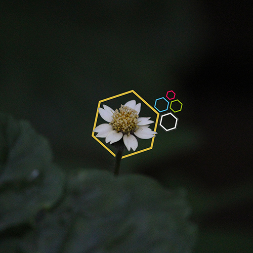 Pixeled Flower Concept